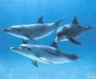 Дельфины купание в море кровать